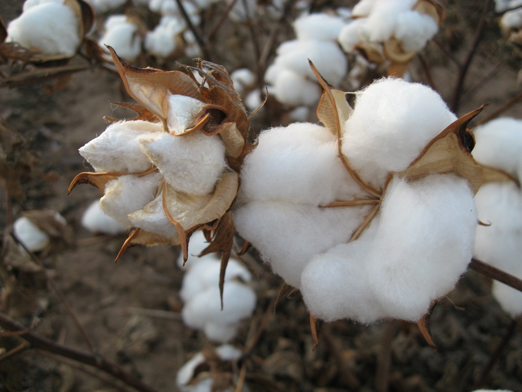 cotton